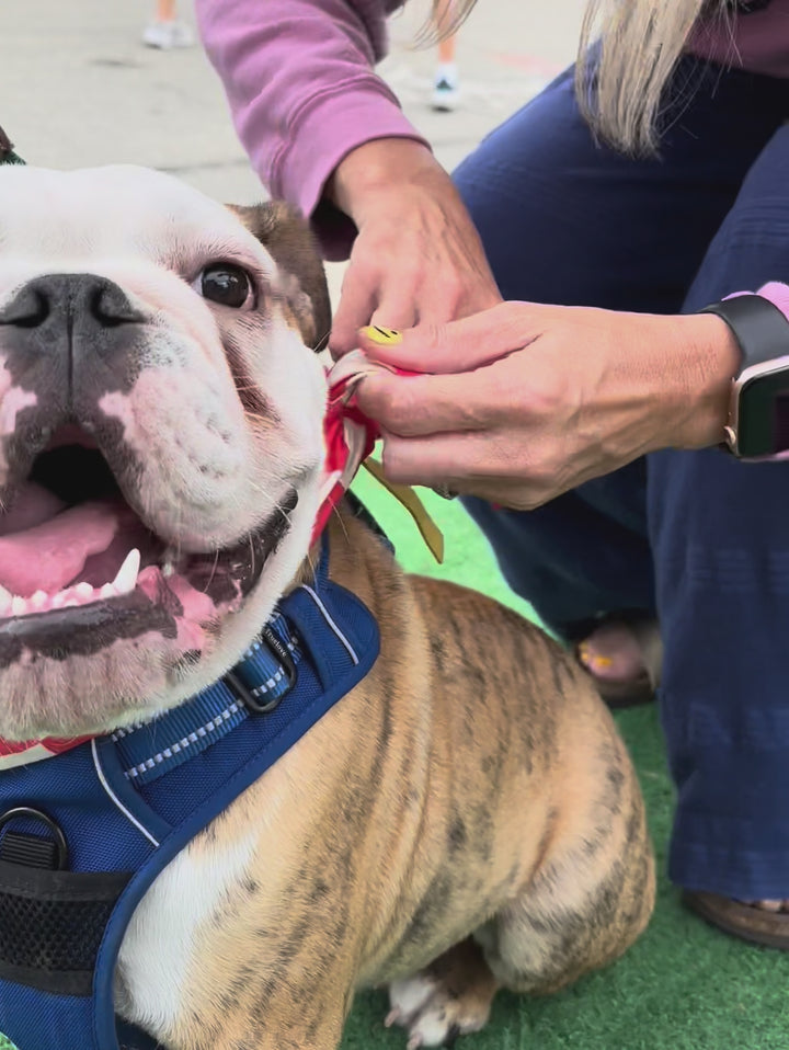 Dog Bandana Checkered Print - Red - Customize by adding Interchangeable Velcro Embroidered Patches