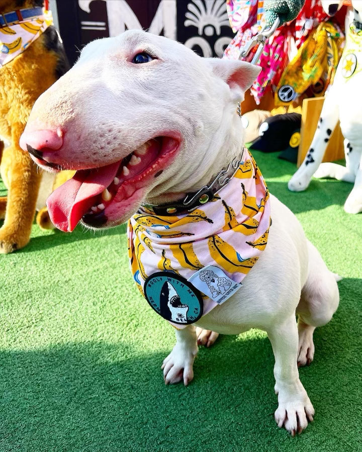 White dog wearing a colorful banana dog bandana on a green surface with other dogs in the background.