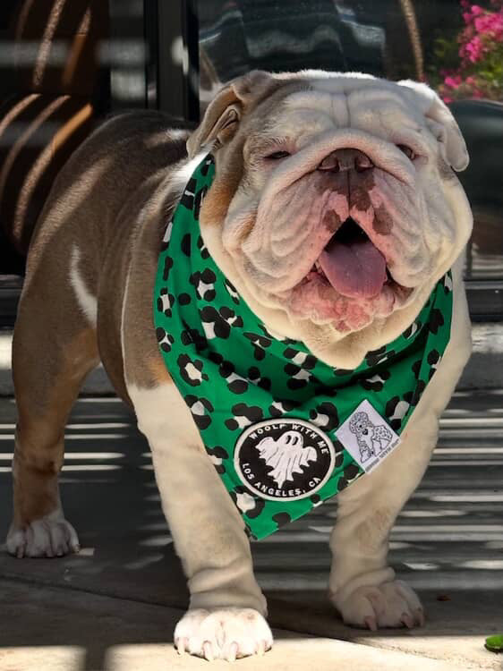 Bulldog wearing a green bandana with a logo on a blurred background