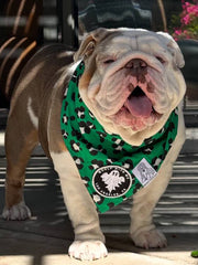 Bulldog wearing a green bandana with a logo on a blurred background