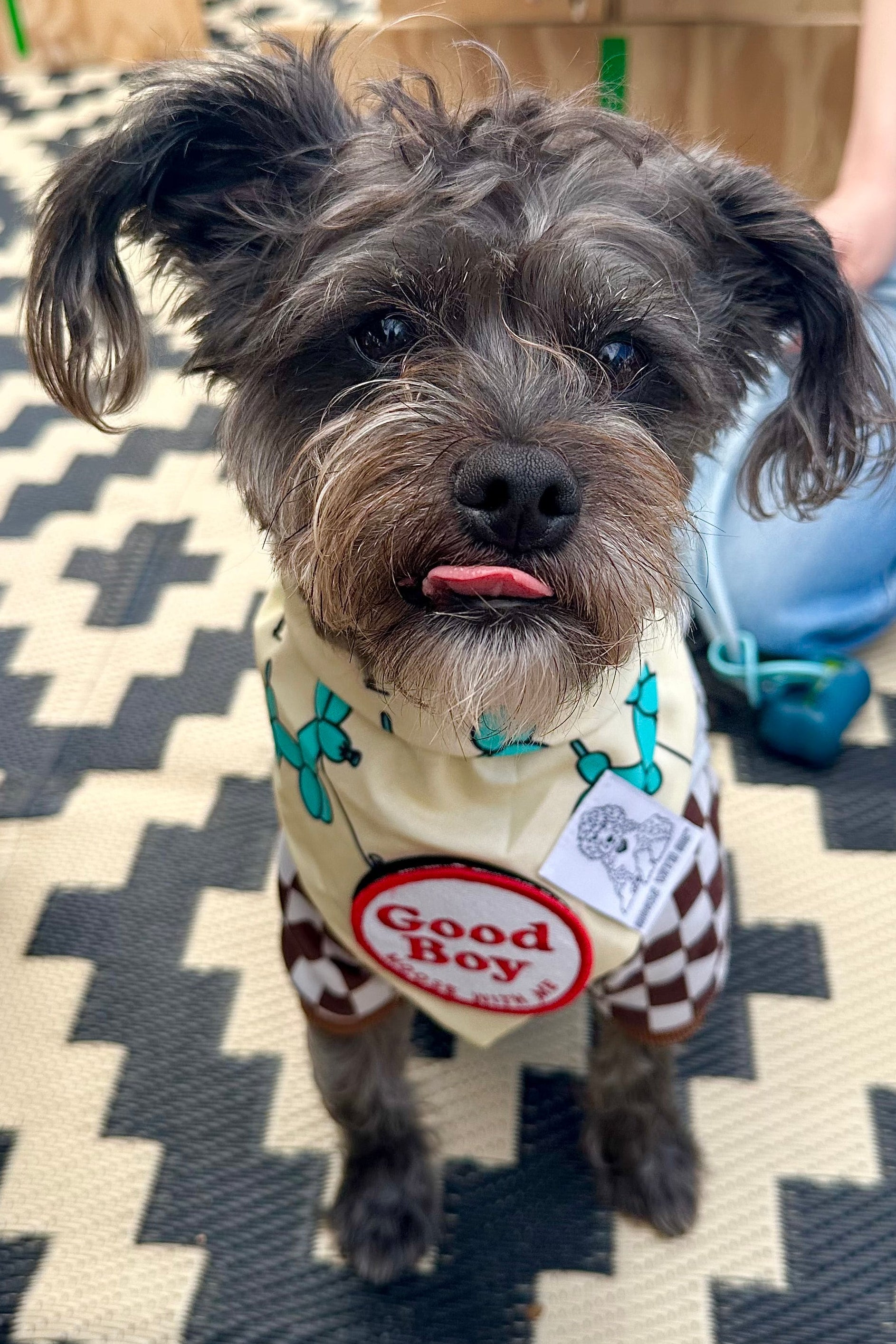 Small dog wearing a dog ballon dog bandana with 'Good Boy' patch.