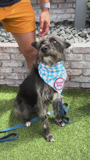 Dog Bandana Checkered Swirl - Blue - Customize by adding Interchangeable Velcro Embroidered Patches
