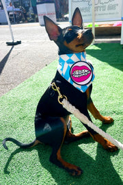 Dog Bandana Checkered Swirl - Blue - Customize by adding Interchangeable Velcro Embroidered Patches