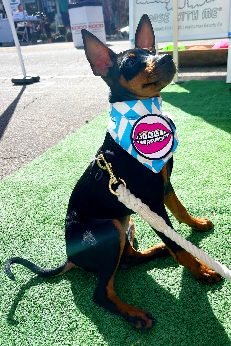 Dog Bandana Checkered Swirl - Blue - Customize by adding Interchangeable Velcro Embroidered Patches