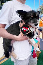 Dog Bandana Stars - Brown - Customize by adding Interchangeable Velcro Embroidered Patches