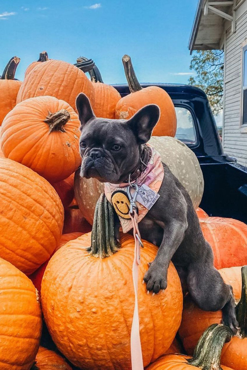 Dog Bandana Groovy Floral - Pink - Customize by adding Interchangeable Velcro Embroidered Patches