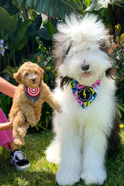 Dog Bandana Groovy Smiley Face - Blue - Customize by adding Interchangeable Velcro Embroidered Patches