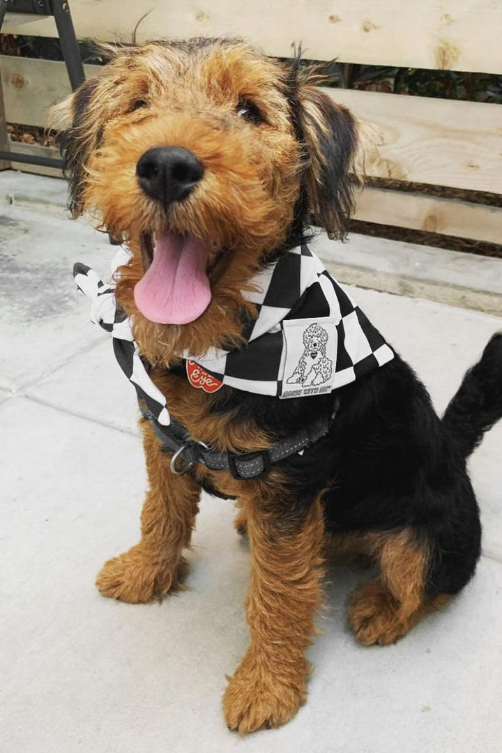 Dog Bandana Checkered Print - Black - Customize by adding Interchangeable Velcro Embroidered Patches