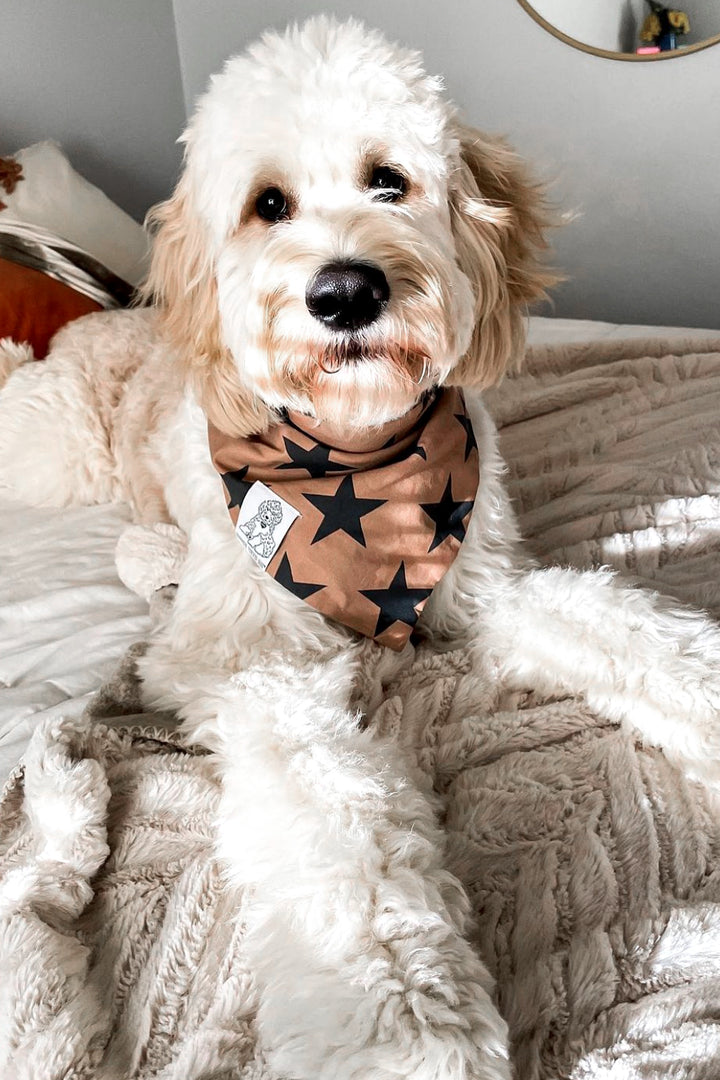 Dog Bandana Stars - Brown - Customize by adding Interchangeable Velcro Embroidered Patches