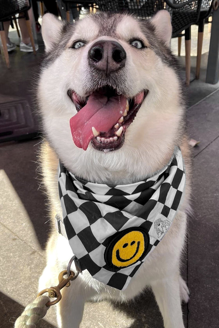 Dog Bandana Checkered Print - Black - Customize by adding Interchangeable Velcro Embroidered Patches