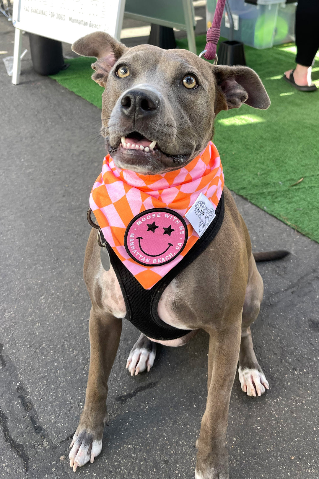 Dog Bandana Checkered Swirl - Pink - Customize by adding Interchangeable Velcro Embroidered Patches