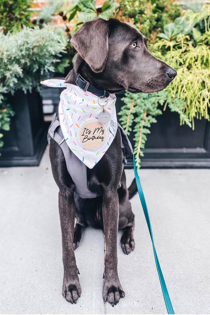 Dog Bandana Sprinkles - White - Customize by adding Interchangeable Velcro Embroidered Patches